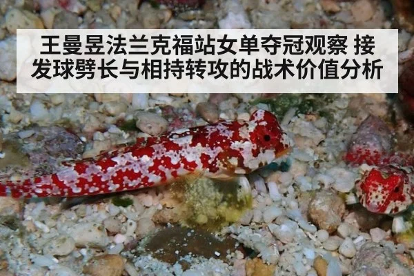 王曼昱法兰克福站女单夺冠观察 接发球劈长与相持转攻的战术价值分析 - jiuyouhui